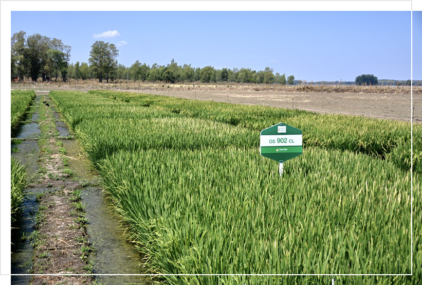 Cultivares OS 901 CL